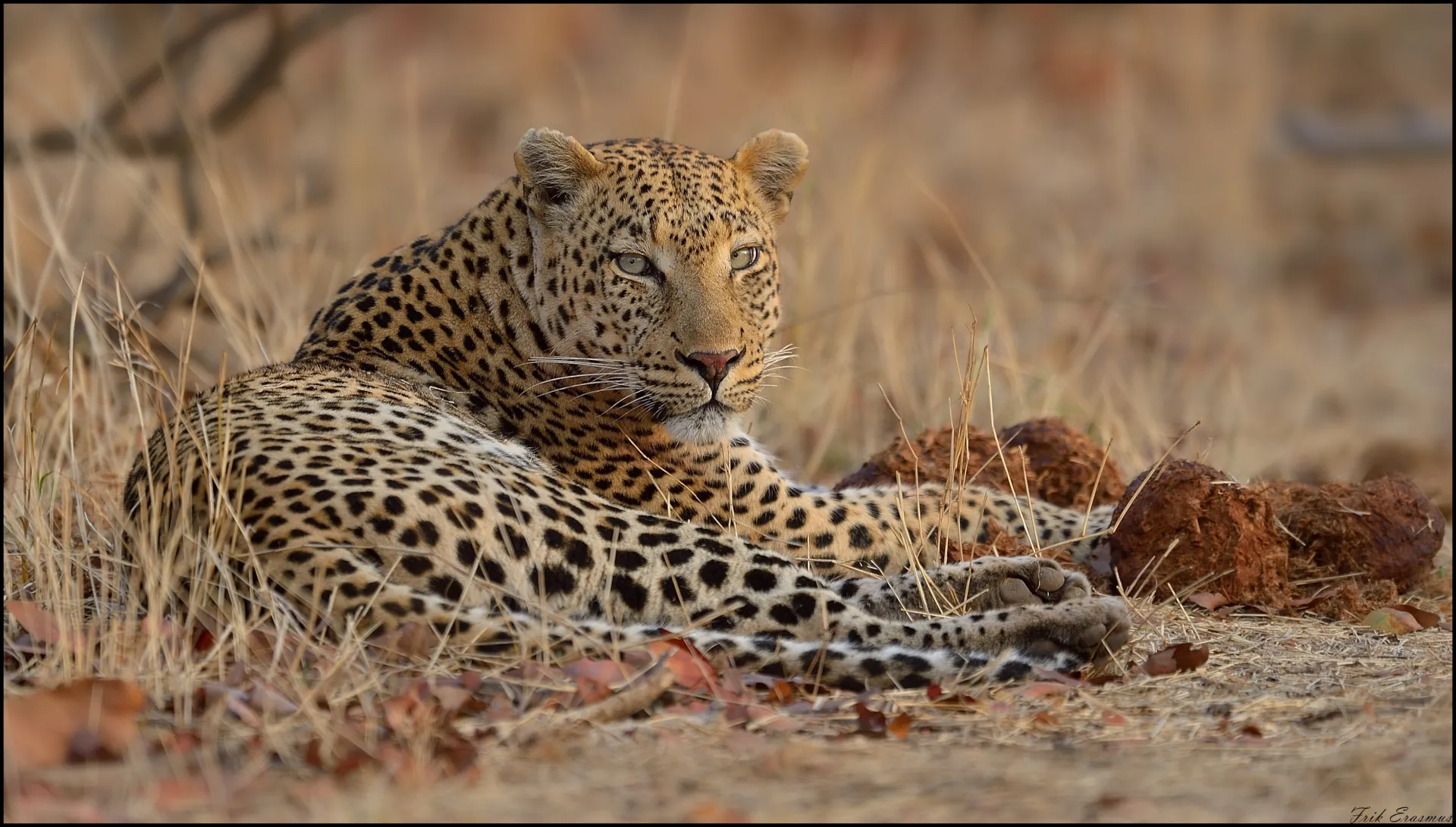 Leopard in the bush