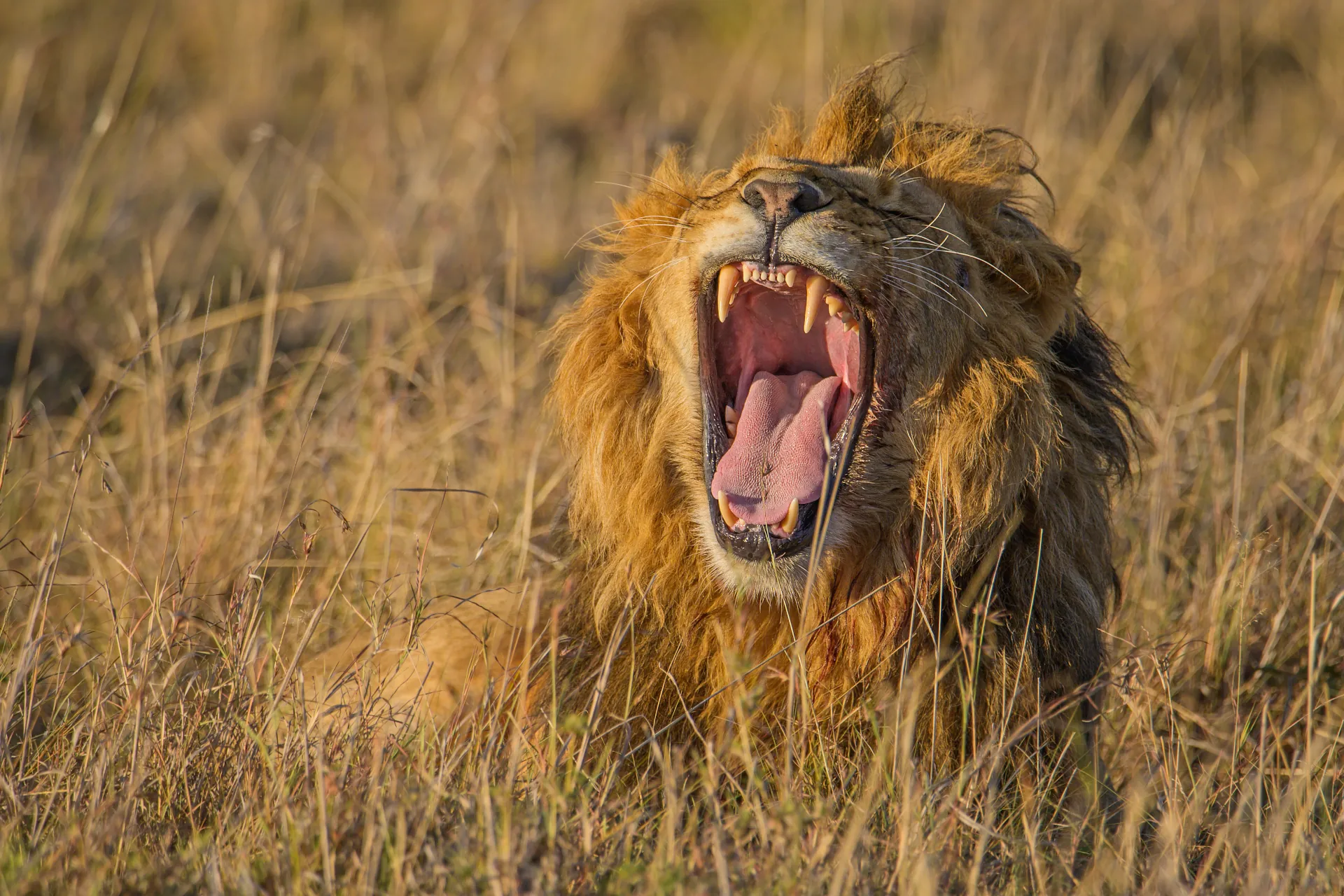 Lion yawning in the grass