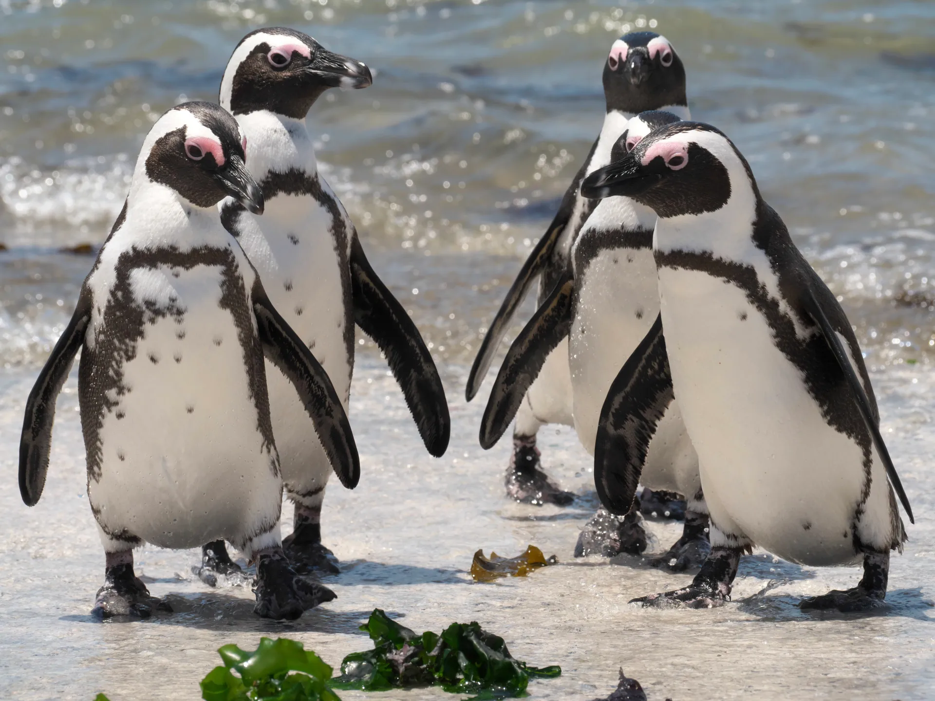 African penguins on the coast