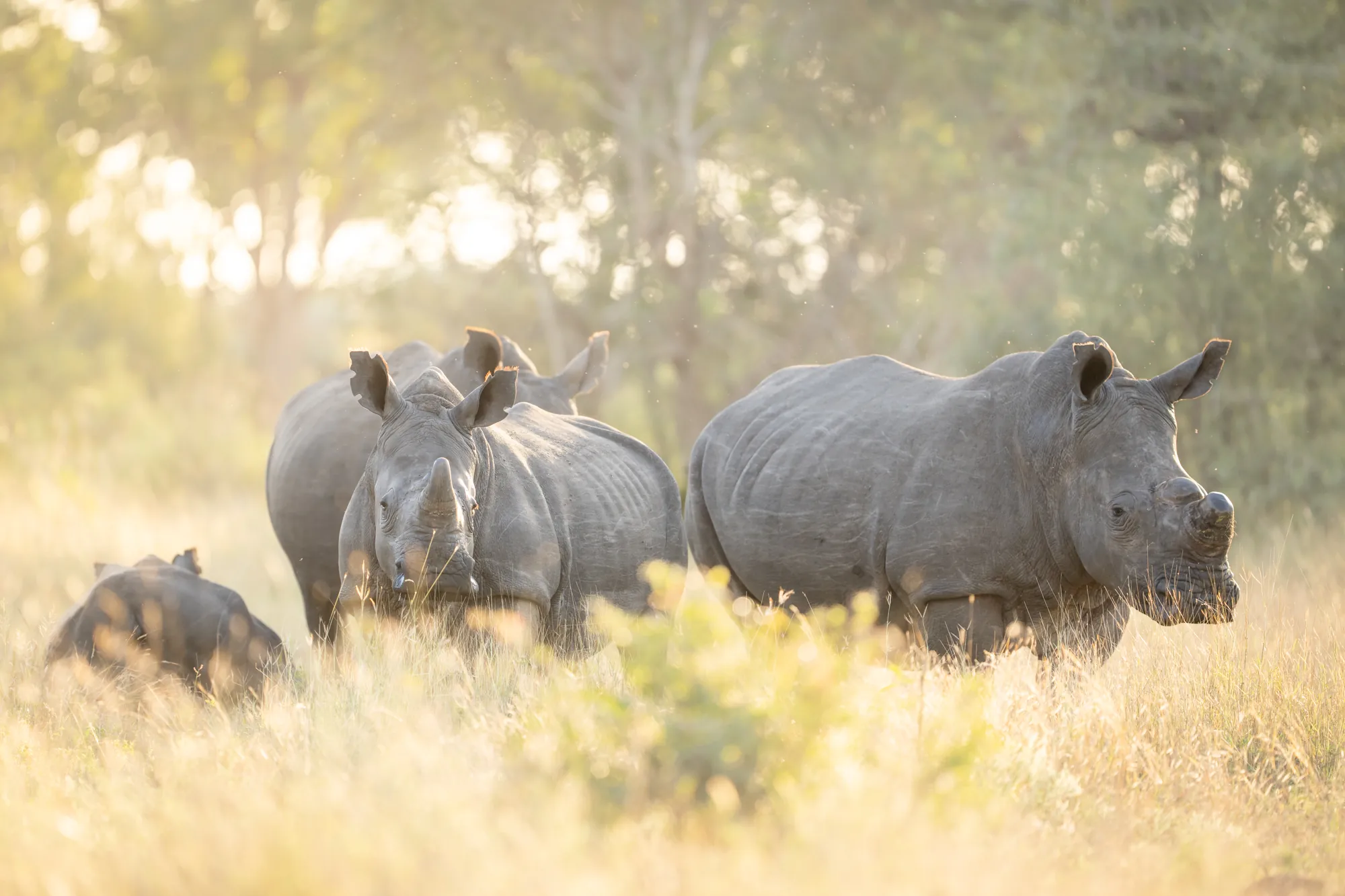 Rhino in warm light