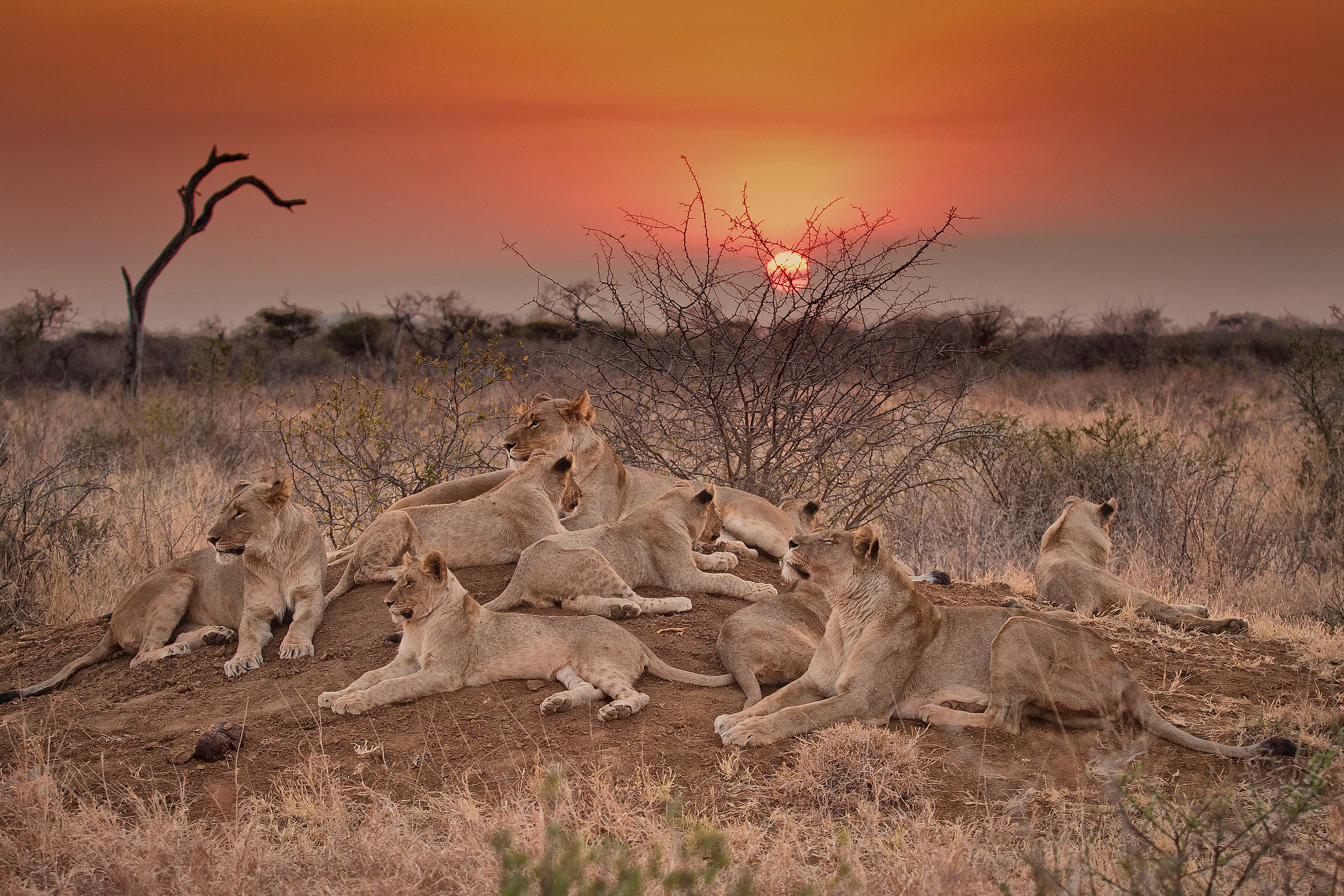 Lions resting in the bush at sunset