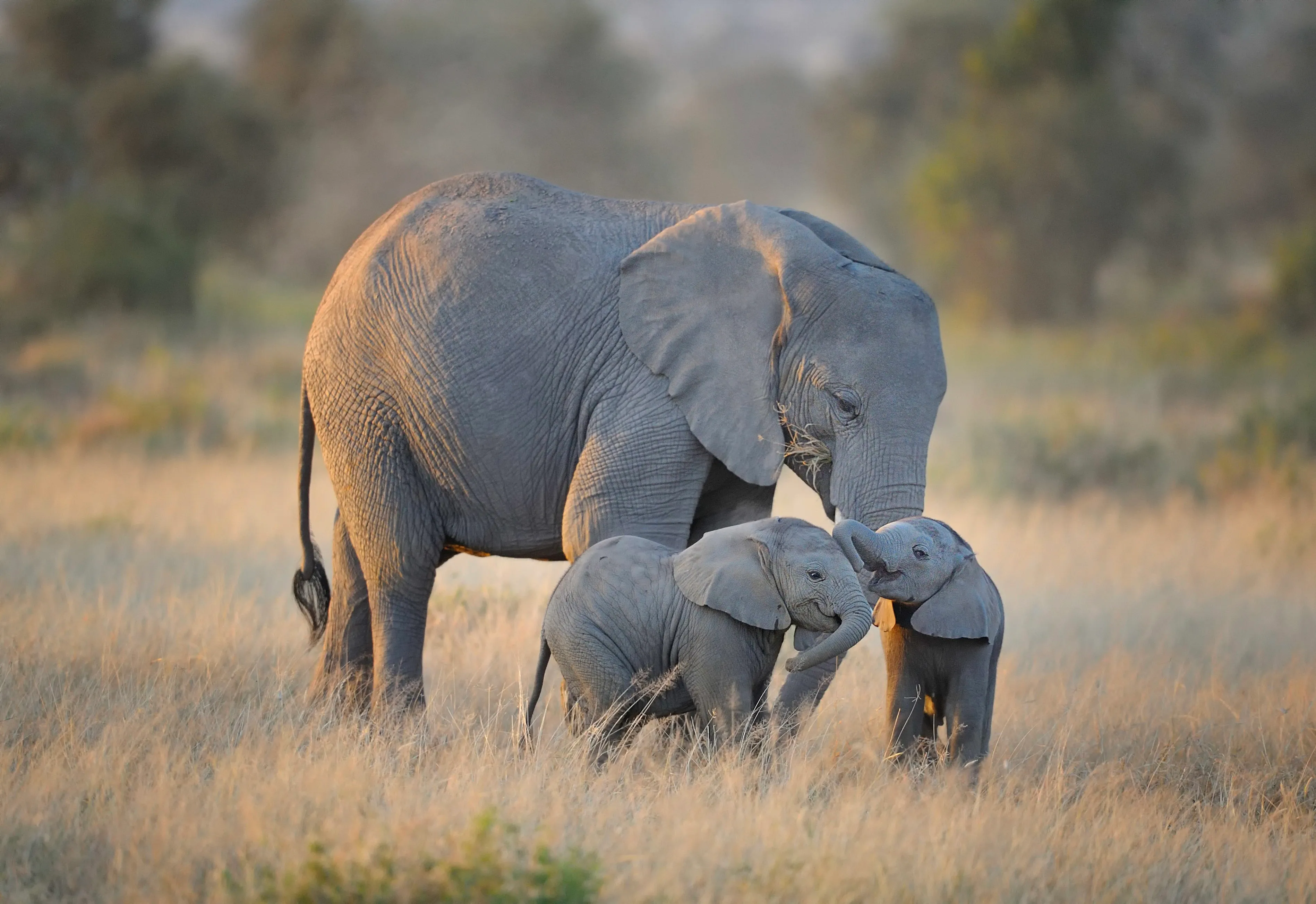 Elephant beside a safari vehicle