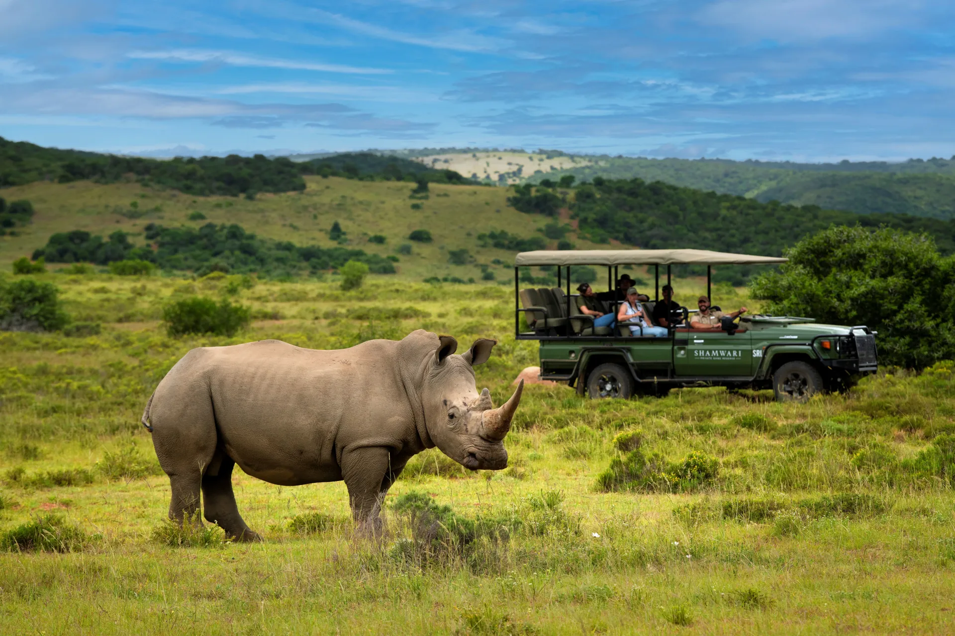 Rhinoceros near a safari vehicle in the Eastern Cape